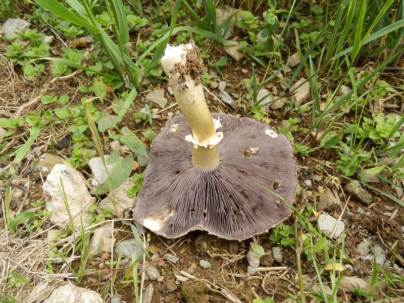 Stropharia ssp._03.JPG