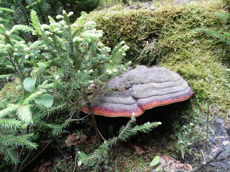 Fomitopsis pinicola_01.JPG