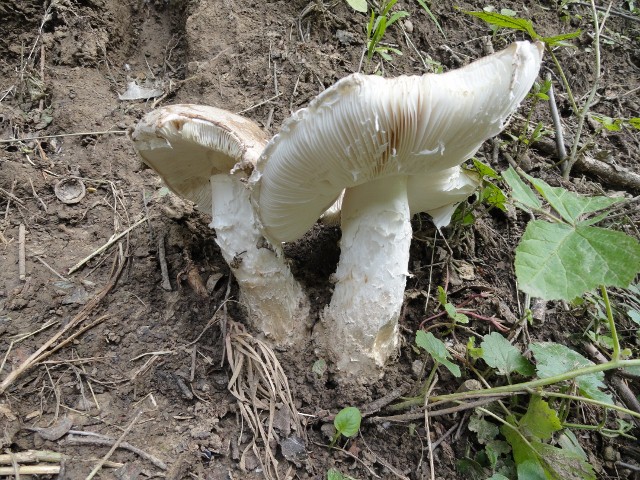 DSC04028 (640x480).jpg