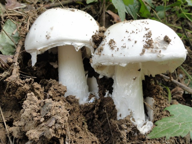 DSC04036 (640x480).jpg