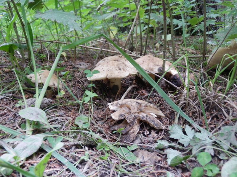 Calocybe gambosa_01.JPG
