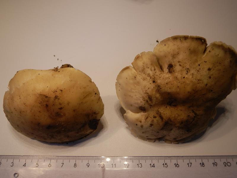 Calocybe gambosa_02.JPG