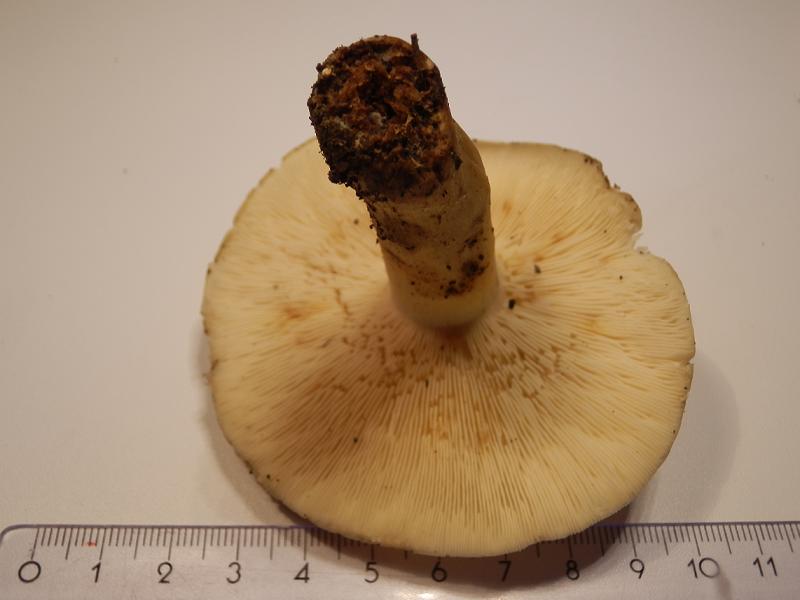 Calocybe gambosa_03.JPG