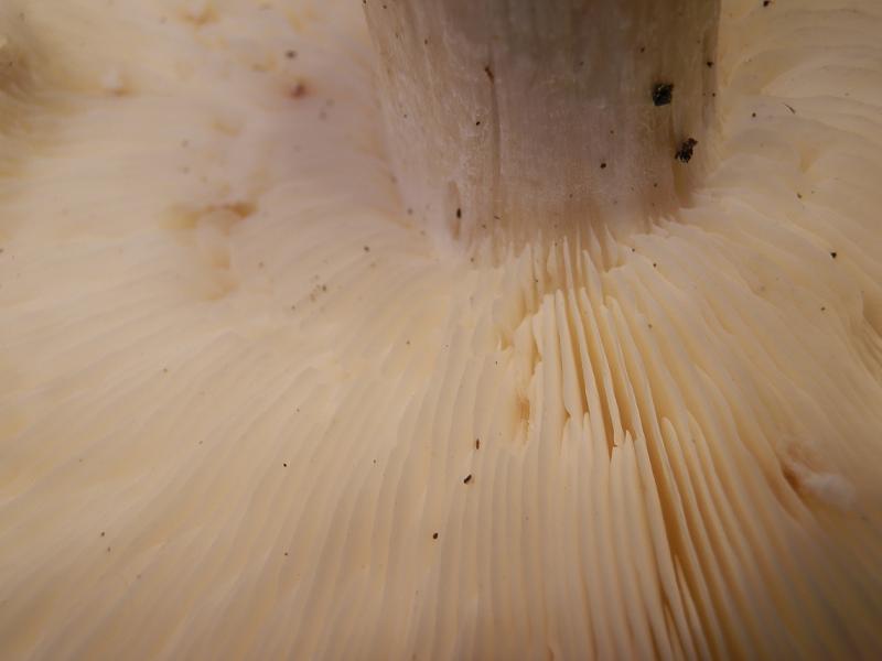 Calocybe gambosa_04.JPG