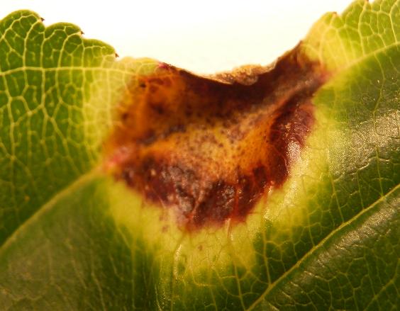 Ramnus cathartica_05.JPG