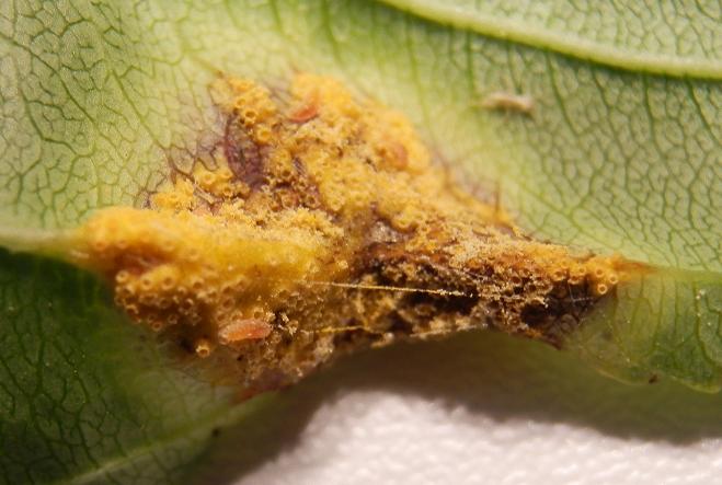 Ramnus cathartica_04.JPG