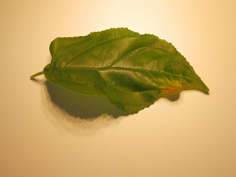 Ramnus cathartica_01.JPG