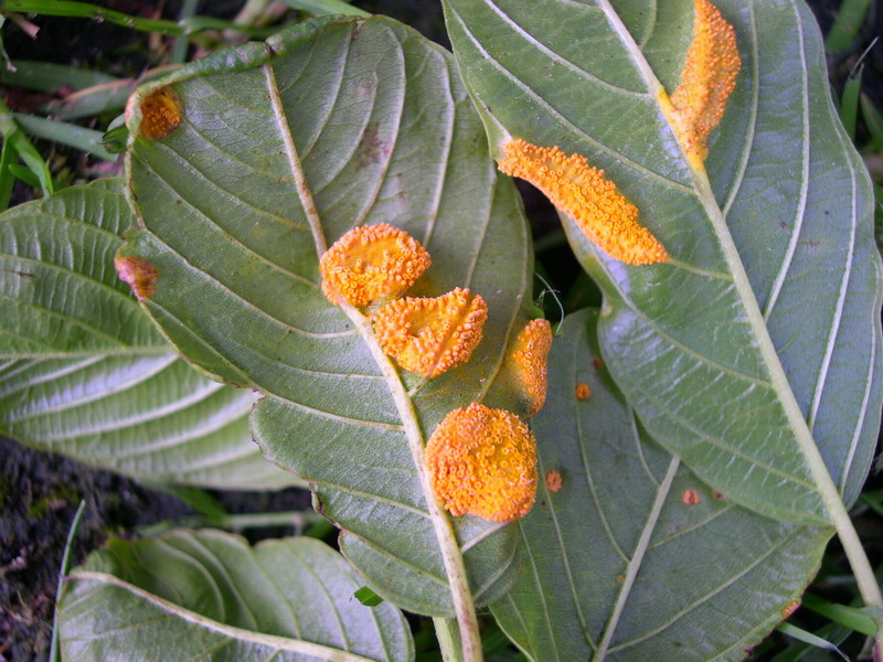 3-Puccinia coronata var. coronata-I-x.JPG