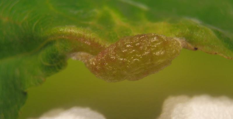 Ramnus cathartica_02.JPG