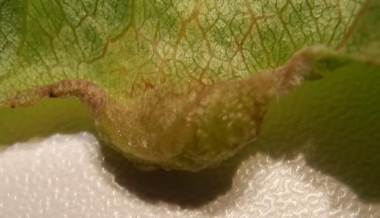 Ramnus cathartica_03.JPG