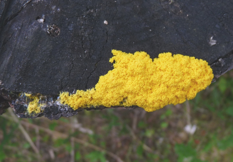 P1050772 gelber Pilz .JPG