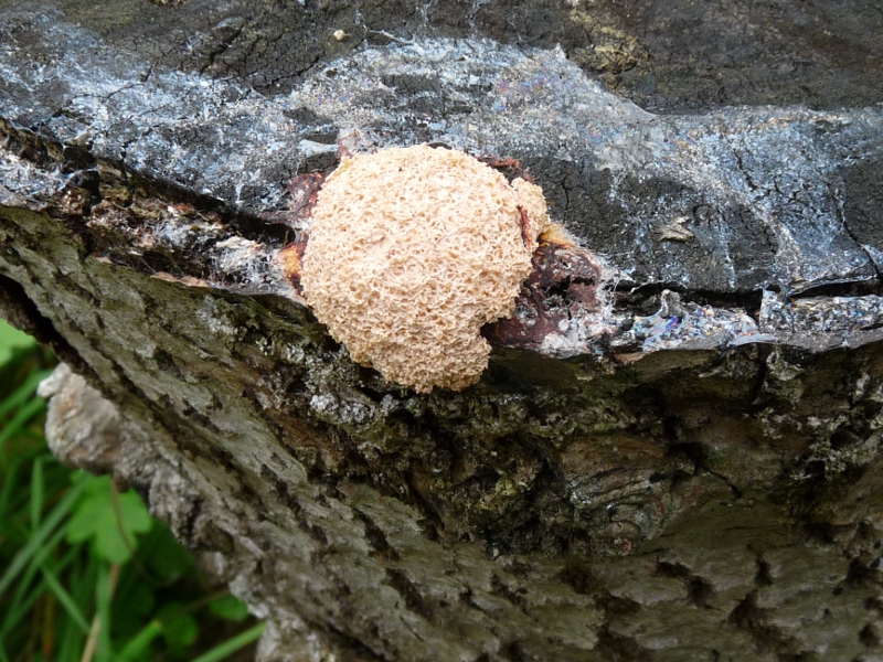 P1050774 Schleimpilz  1 Tag später .JPG