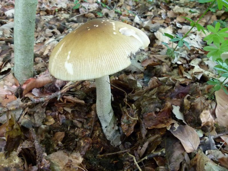 Amanita caeciliae I F.jpg