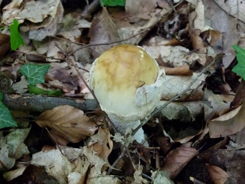 Amanita caeciliae II F.jpg