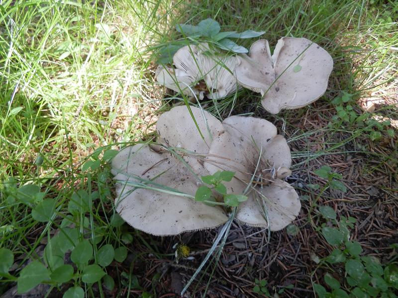 Melanoleuca ssp_01.JPG