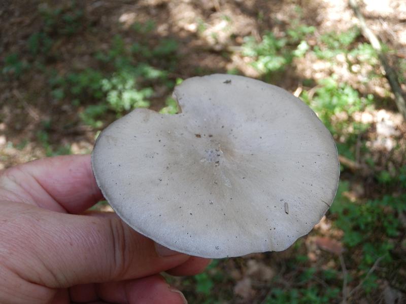 Melanoleuca ssp_01a.JPG