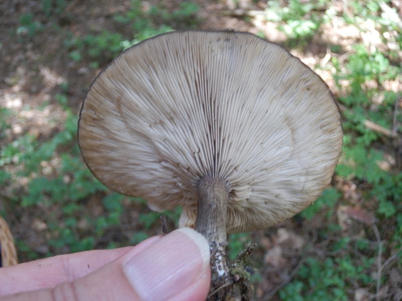 Melanoleuca ssp_02a.JPG