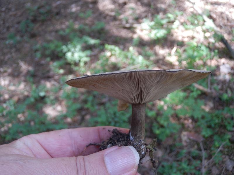 Melanoleuca ssp_02b.JPG