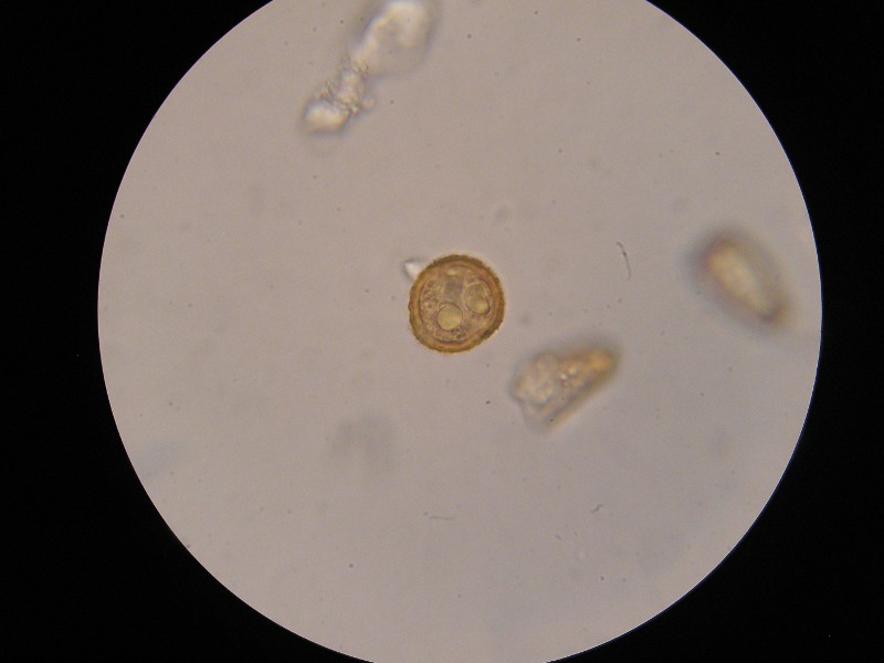 1000er ÖBG (11).JPG