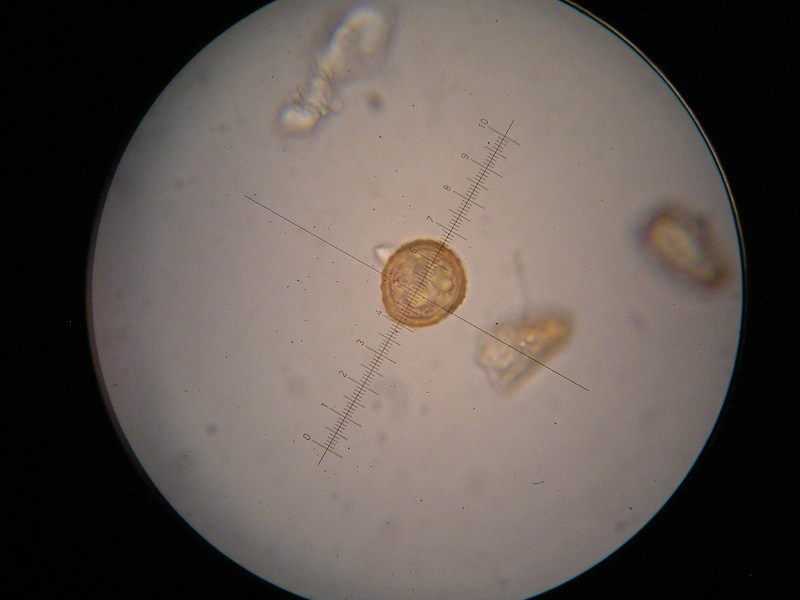 1000er ÖBG (16).JPG