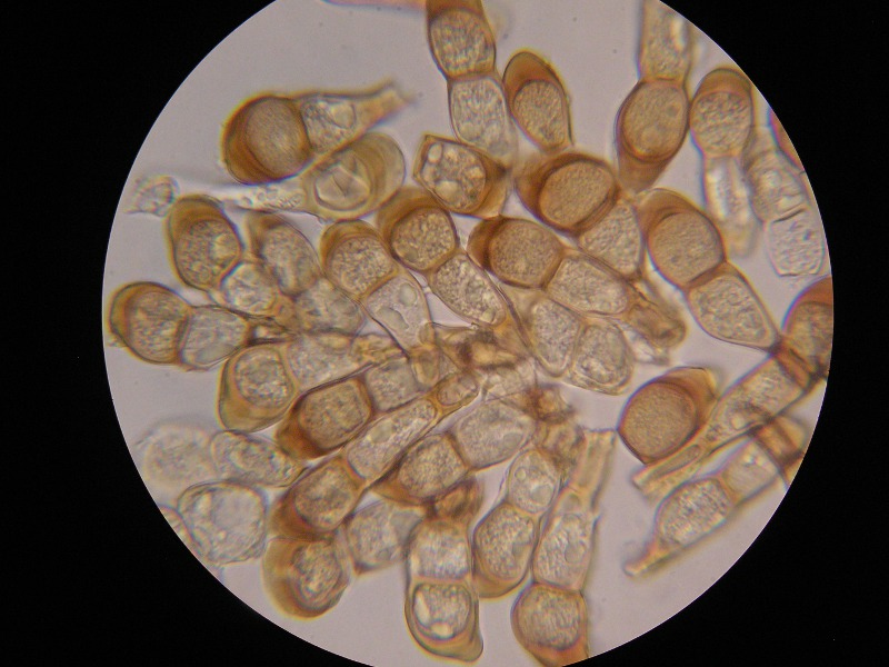 1000er ÖBG (47).JPG