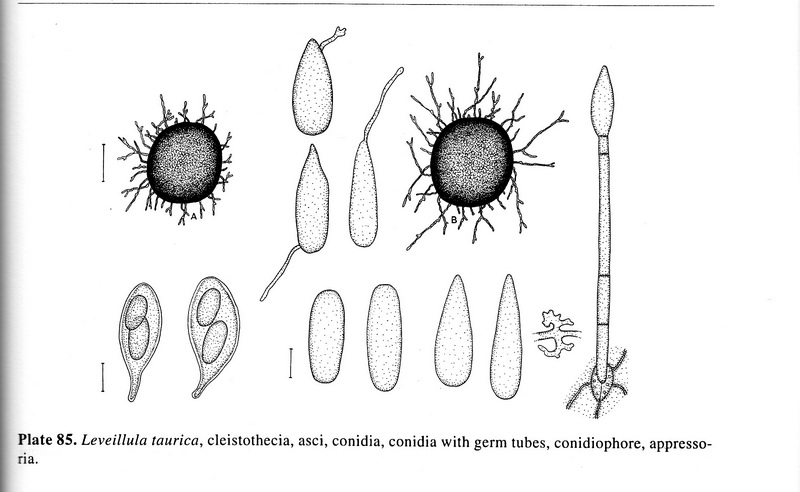 Leveillula taurica.jpg