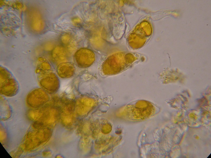 1000er ÖBG (22).JPG