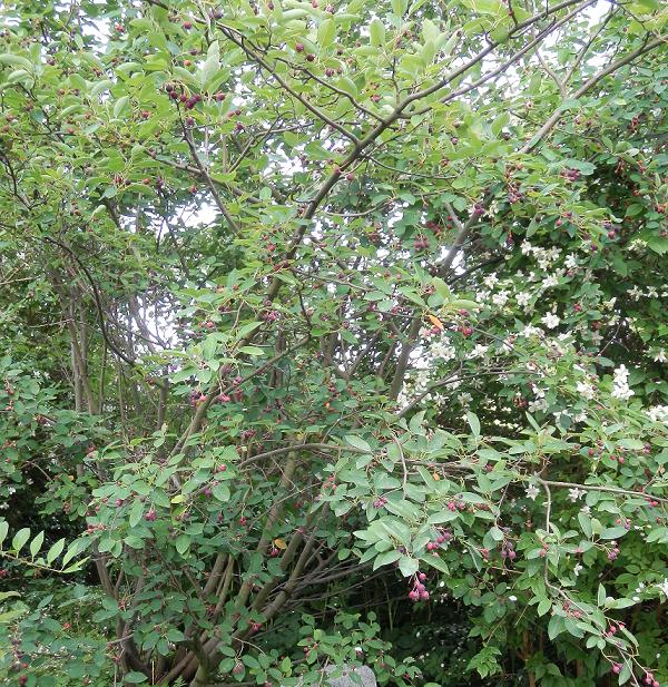 unbekannter Baum.JPG