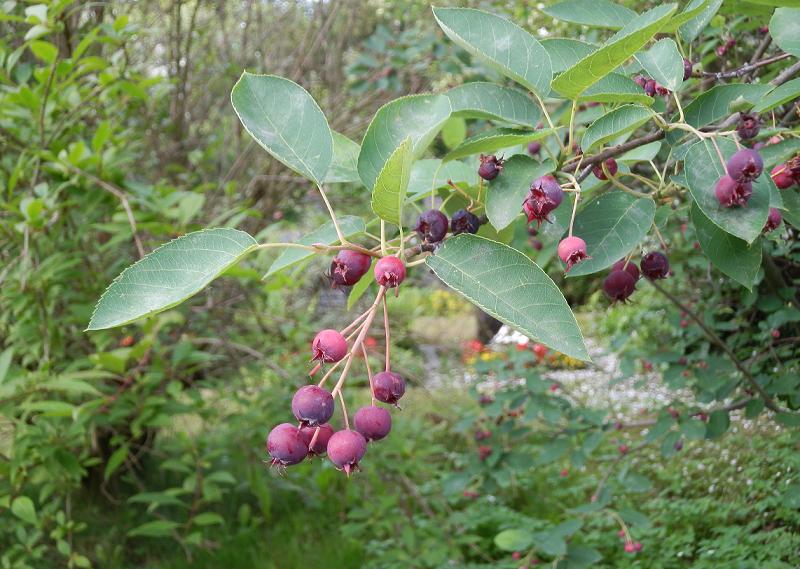 unbekannter Baum-2.JPG