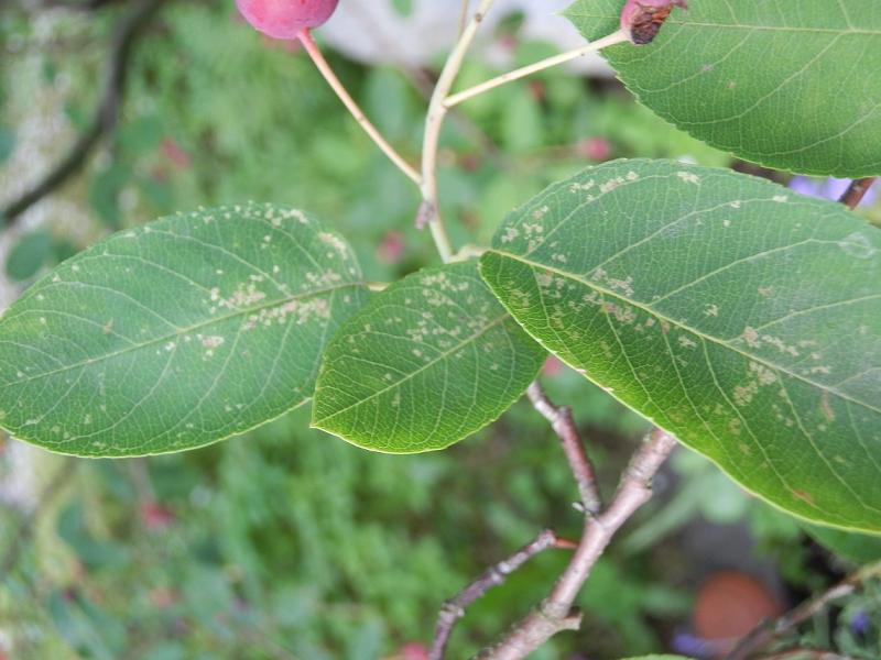 unbekannter Baum-3.JPG