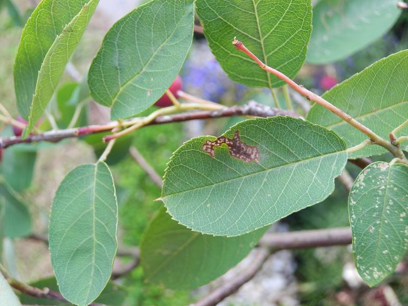 unbekannter Baum-3a.JPG