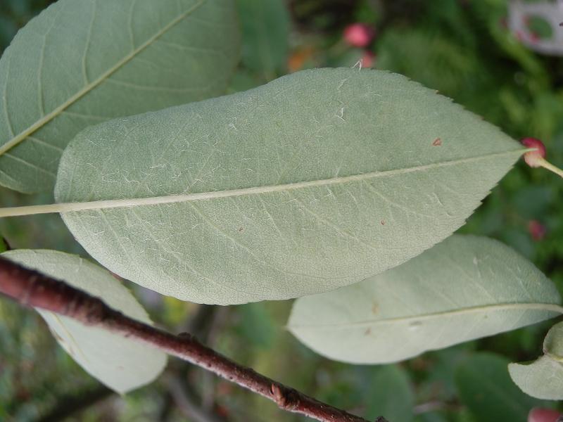 unbekannter Baum-4.JPG