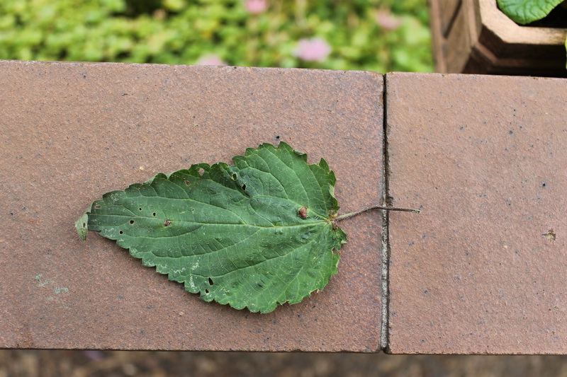 Dasineura urticae (PERRIS)-1 .JPG