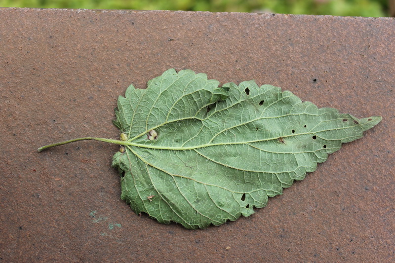 Dasineura urticae (PERRIS)-2.JPG