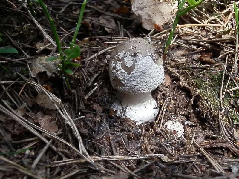 Grauer Wulstling-1.JPG