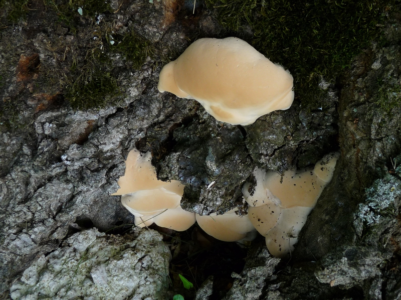 P1050851 Ganoderma 3. Generation .JPG