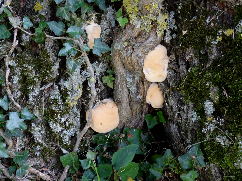 P1050852 Ganoderma 3. Generation .JPG