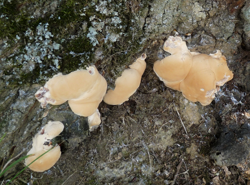 P1050857 Ganoderma 3. Generation .JPG