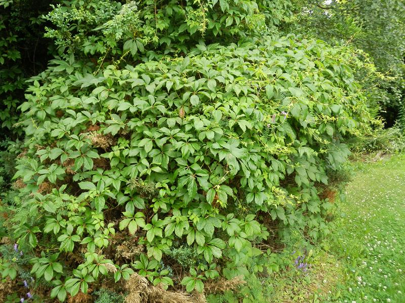 unbek. Strauch_1.jpg