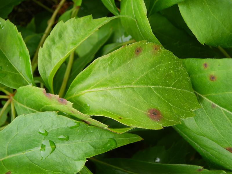 unbek. Strauch_3.JPG