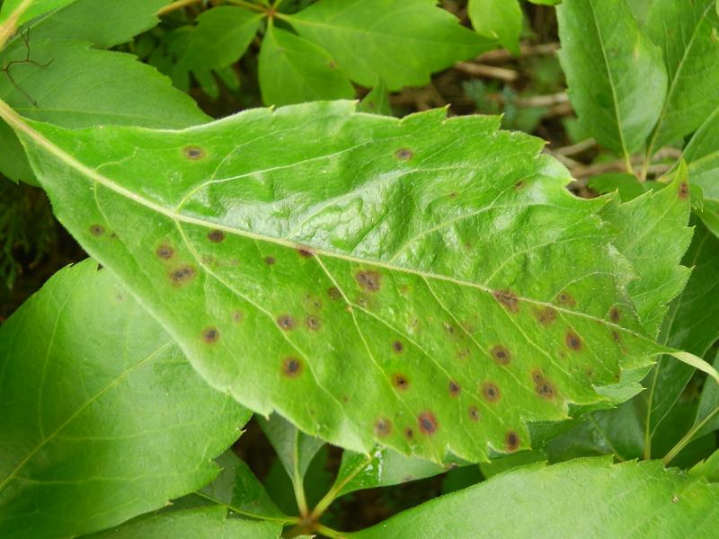 unbek. Strauch_4.JPG