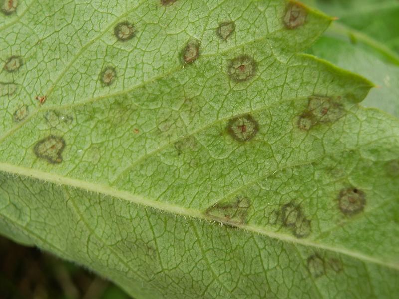 unbek. Strauch_6.JPG