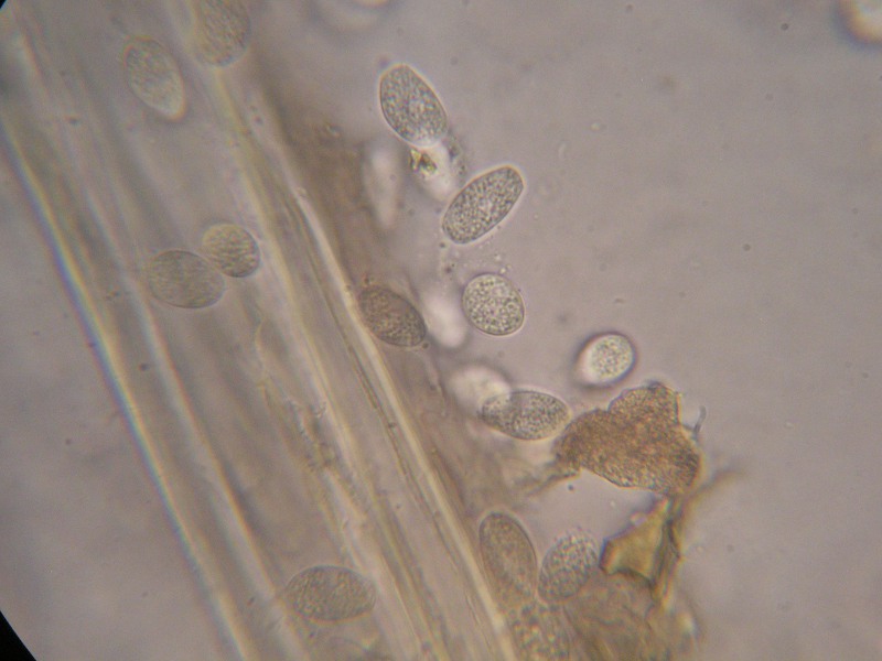 1000er kaiser (2).JPG