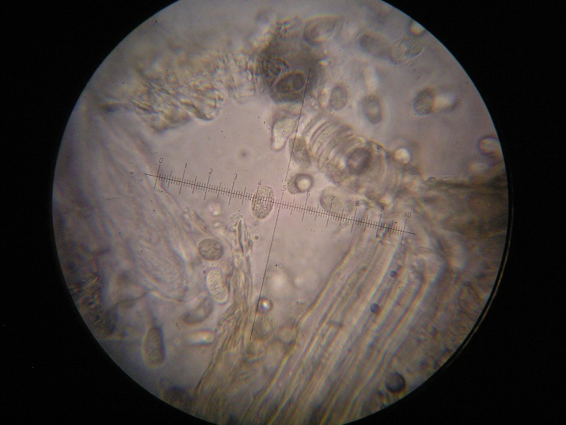 1000er Kaiser(9).JPG