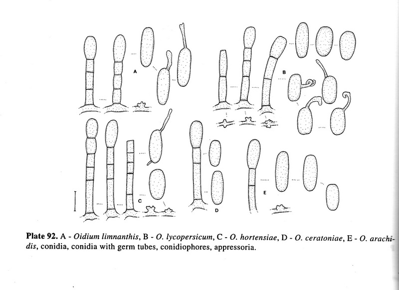 Oidium lycopersicum.jpg