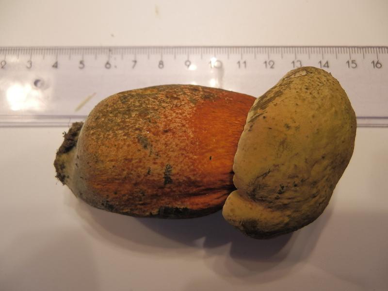 Boletus luridus-1.JPG