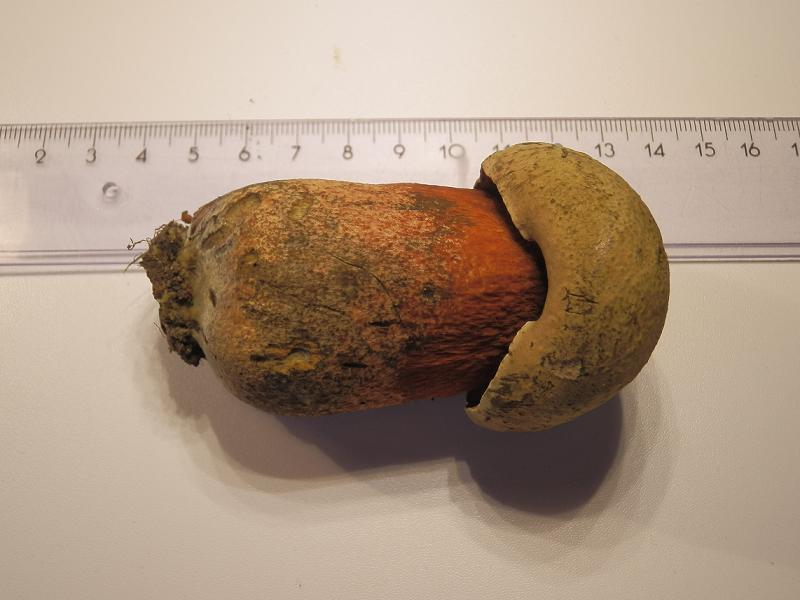 Boletus luridus-3.JPG