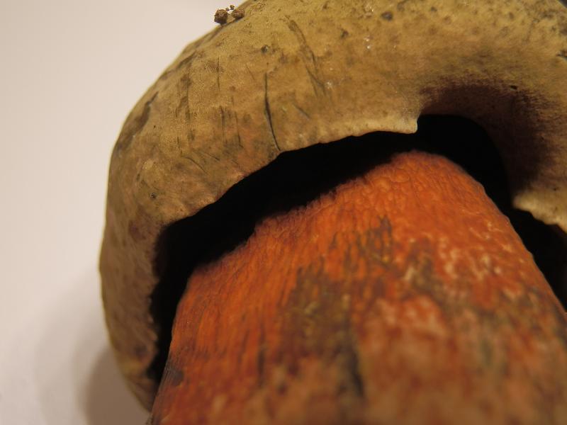 Boletus luridus-4.JPG