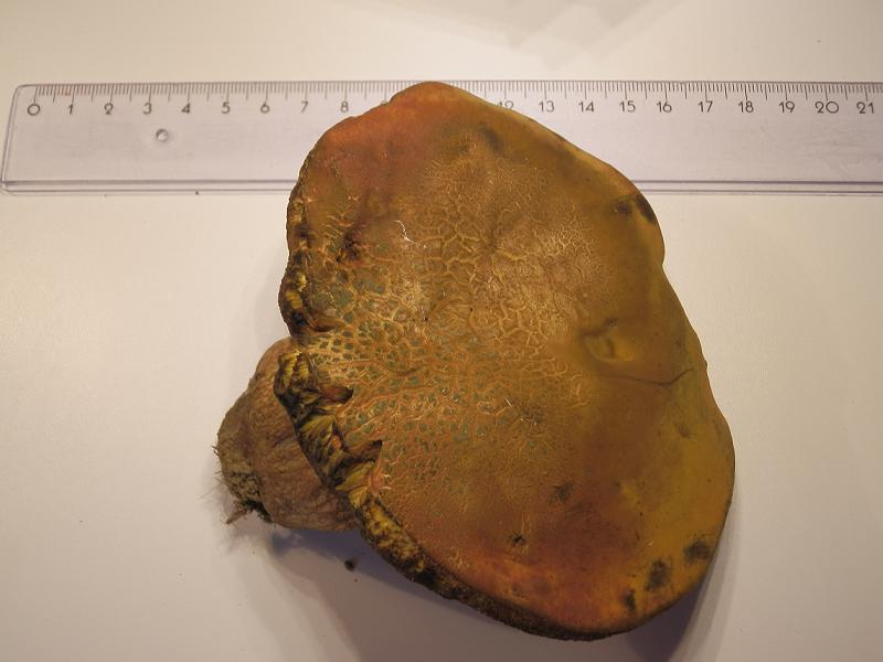 Boletus luridus-6.JPG