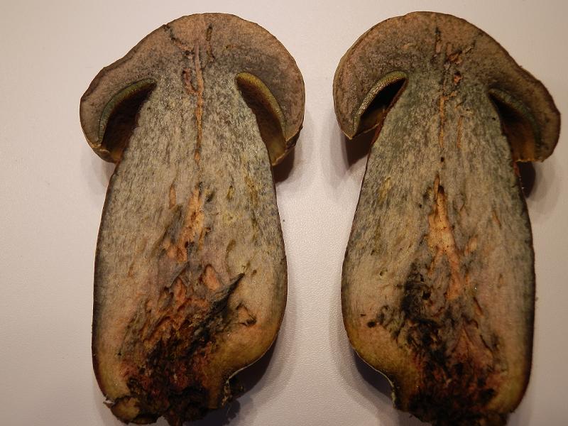 Boletus luridus-5.JPG